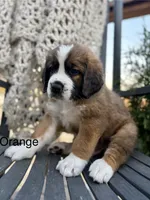 Orange collar , a male Bernese Mountain Dog and Saint Bernard for sale in Davenport, WA – 1 of 4