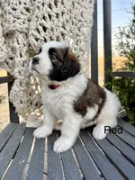 Red collar, a female Bernese Mountain Dog and Saint Bernard for sale in Davenport, WA – 1 of 4