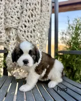Red collar, a female Bernese Mountain Dog and Saint Bernard for sale in Davenport, WA – 2 of 4