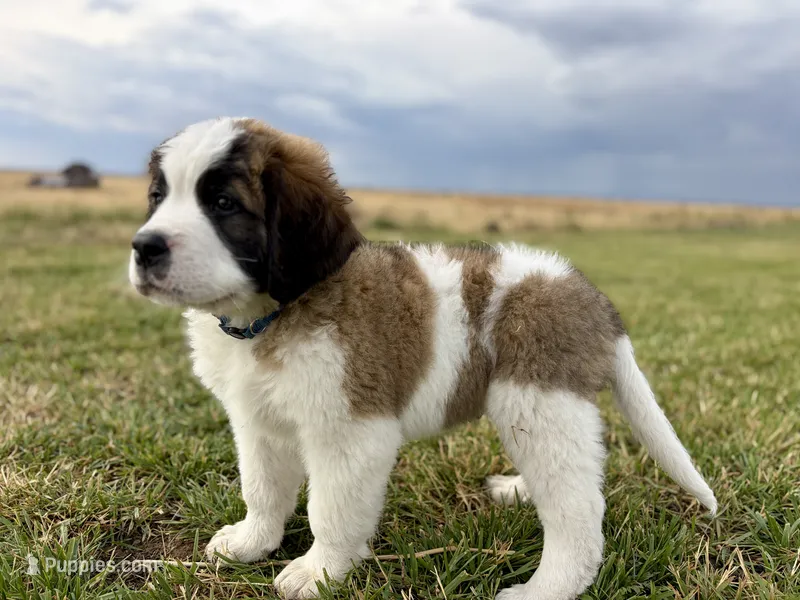 Dark Blue collar  – Bernese Mountain Dog, Saint Bernard puppy for sale in Davenport, WA