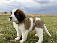 Dark Blue collar , a male Bernese Mountain Dog and Saint Bernard for sale in Davenport, WA – 1 of 7
