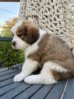 Pink collar, a female Bernese Mountain Dog and Saint Bernard for sale in Davenport, WA – 2 of 4