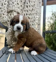 Blue collar , a male Bernese Mountain Dog and Saint Bernard for sale in Davenport, WA – 1 of 3