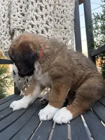 Orange collar , a male Bernese Mountain Dog and Saint Bernard for sale in Davenport, WA – 3 of 4