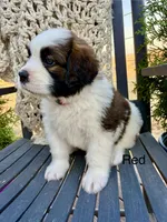 Red collar, a female Bernese Mountain Dog and Saint Bernard for sale in Davenport, WA – 3 of 4