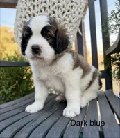 Dark Blue collar , a male Bernese Mountain Dog and Saint Bernard for sale in Davenport, WA – 2 of 7
