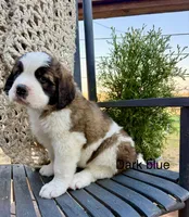Dark Blue collar , a male Bernese Mountain Dog and Saint Bernard for sale in Davenport, WA – 4 of 7
