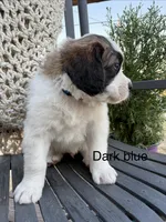 Dark Blue collar , a male Bernese Mountain Dog and Saint Bernard for sale in Davenport, WA – 5 of 7