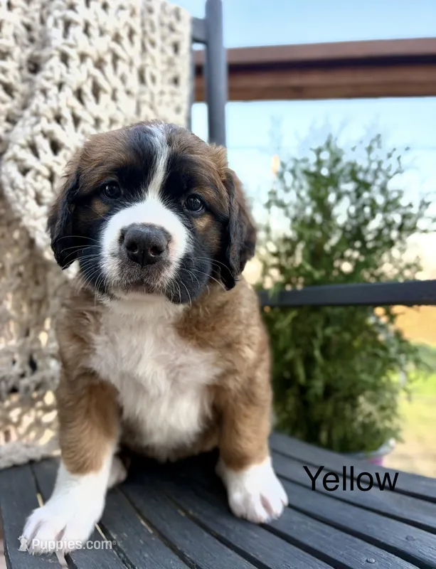Yellow  – Bernese Mountain Dog, Saint Bernard puppy for sale in Davenport, WA