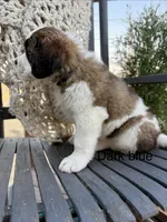 Dark Blue collar , a male Bernese Mountain Dog and Saint Bernard for sale in Davenport, WA – 6 of 7