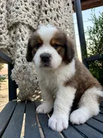 Pink collar, a female Bernese Mountain Dog and Saint Bernard for sale in Davenport, WA – 3 of 4