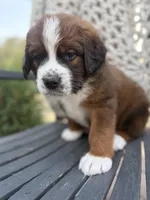 Blue collar , a male Bernese Mountain Dog and Saint Bernard for sale in Davenport, WA – 3 of 3