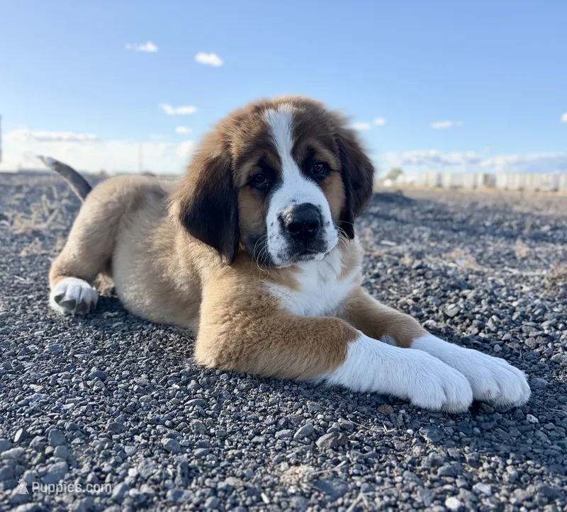 Orange collar  – Bernese Mountain Dog, Saint Bernard puppy for sale in Davenport, WA