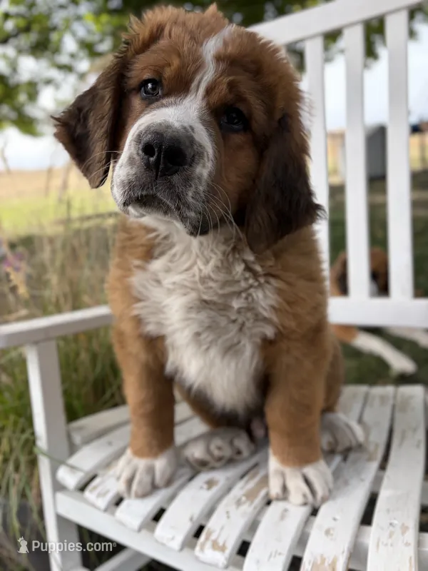 Blue collar  – Bernese Mountain Dog, Saint Bernard puppy for sale in Davenport, WA
