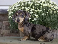 Sage, a female Miniature Dachshund for sale in Millersburg, OH – 3 of 4