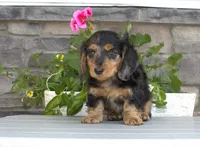 Daphne, a female Miniature Dachshund for sale in Millersburg, OH – 2 of 2