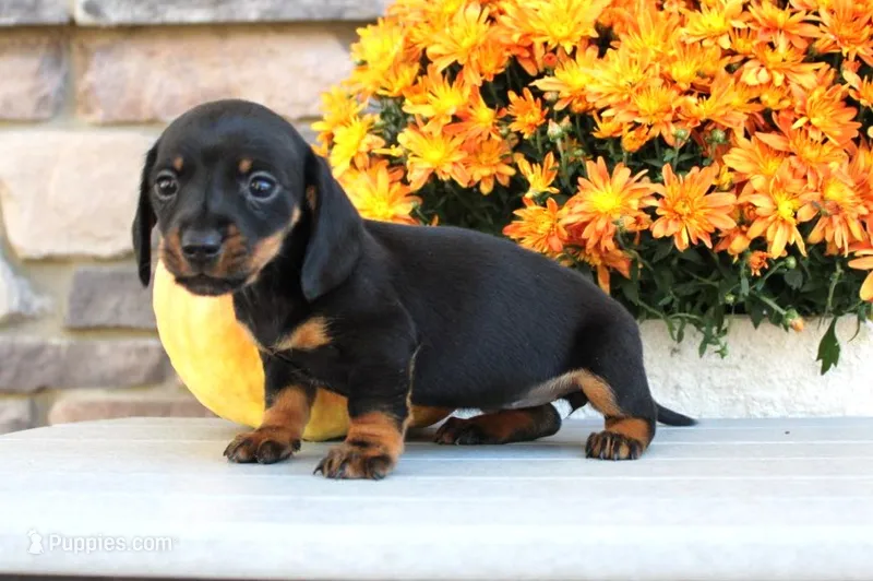 Willa – Miniature Dachshund puppy for sale in Millersburg, OH
