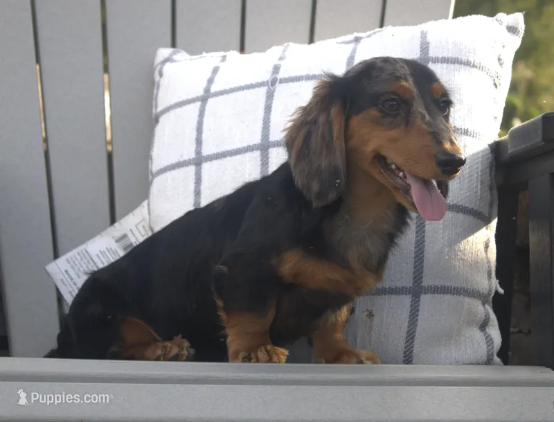 Daphne – Miniature Dachshund puppy for sale in Millersburg, OH