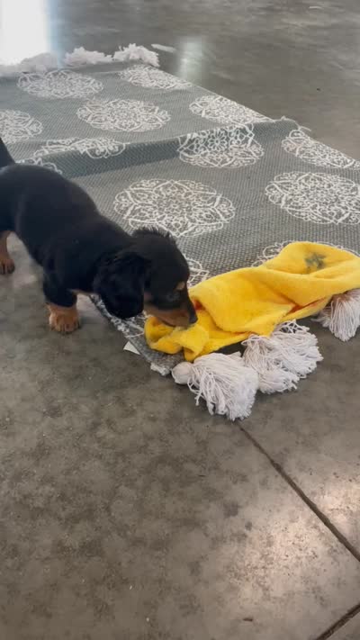 Shay, a female Miniature Dachshund for sale in Millersburg, OH – 3 of 4