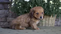 Darcy, a male Miniature Dachshund for sale in Millersburg, OH – 2 of 4