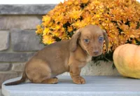 Winona, a female Miniature Dachshund for sale in Millersburg, OH – 3 of 4