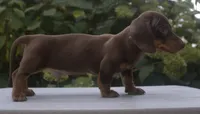 Clay, a male Miniature Dachshund for sale in Millersburg, OH – 3 of 3