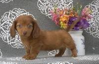 Scout, a male Miniature Dachshund for sale in Millersburg, OH – 2 of 2