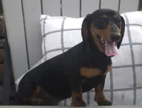 Kenya, a female Miniature Dachshund for sale in Millersburg, OH – 2 of 3
