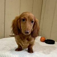 Stu, a male Miniature Dachshund for sale in Millersburg, OH – 2 of 4