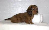 Slade, a male Miniature Dachshund for sale in Millersburg, OH – 3 of 4