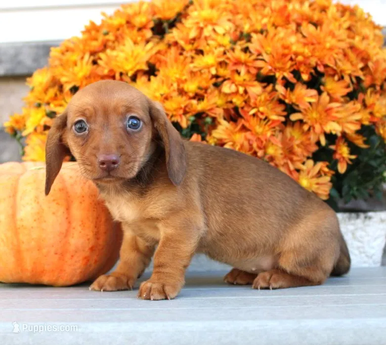 Winona – Miniature Dachshund puppy for sale in Millersburg, OH