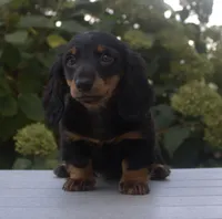 Cissy, a female Miniature Dachshund for sale in Millersburg, OH – 3 of 3