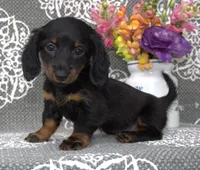 Senna, a female Miniature Dachshund for sale in Millersburg, OH – 2 of 3