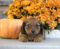 Willow, a female Miniature Dachshund for sale in Millersburg, OH – 4 of 5