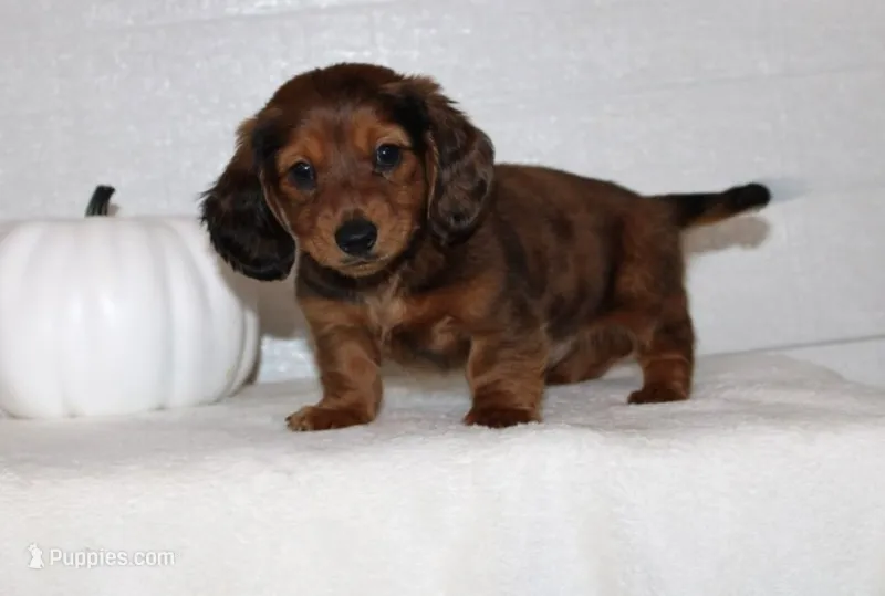 Slade – Miniature Dachshund puppy for sale in Millersburg, OH
