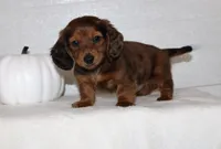 Slade, a male Miniature Dachshund for sale in Millersburg, OH – 1 of 4
