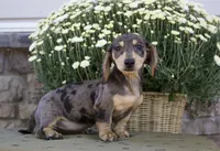 Sage, a female Miniature Dachshund for sale in Millersburg, OH – 2 of 4