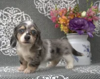 Claire, a female Miniature Dachshund for sale in Millersburg, OH – 4 of 4