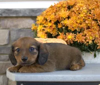 Willow, a female Miniature Dachshund for sale in Millersburg, OH – 3 of 5