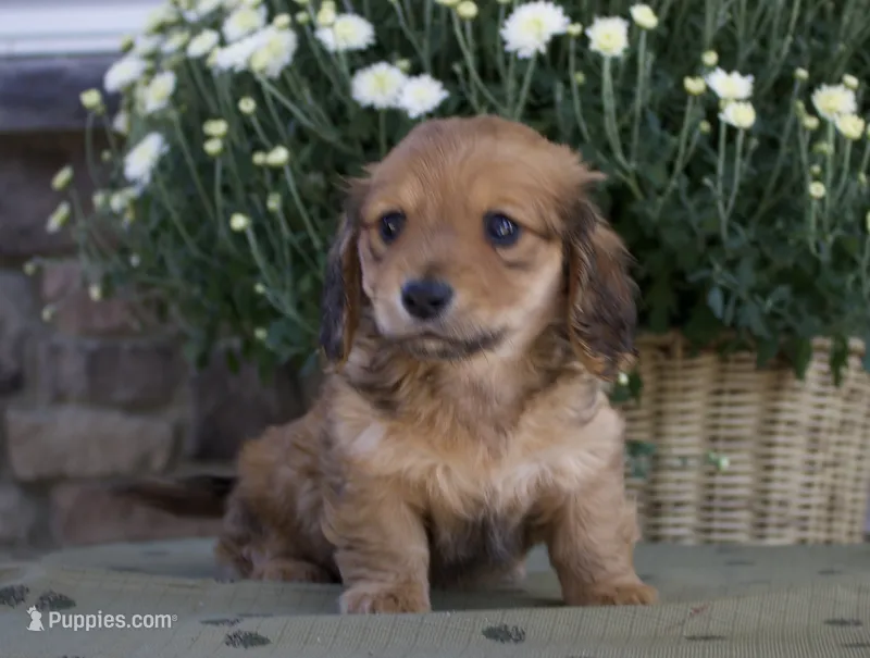 Darcy – Miniature Dachshund puppy for sale in Millersburg, OH