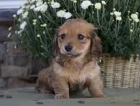 Darcy, a male Miniature Dachshund for sale in Millersburg, OH – 1 of 4