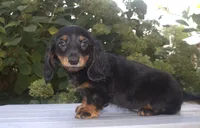 Cissy, a female Miniature Dachshund for sale in Millersburg, OH – 1 of 3