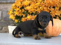 Willa, a female Miniature Dachshund for sale in Millersburg, OH – 2 of 4