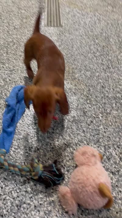 Stu, a male Miniature Dachshund for sale in Millersburg, OH – 4 of 4