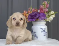Cash, a male Miniature Dachshund for sale in Millersburg, OH – 2 of 2