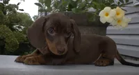Clay, a male Miniature Dachshund for sale in Millersburg, OH – 2 of 3