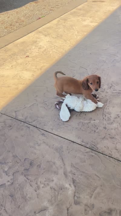 Sherry, a female Miniature Dachshund for sale in Millersburg, OH – 4 of 4