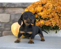 Willa, a female Miniature Dachshund for sale in Millersburg, OH – 3 of 4