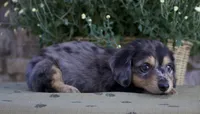 Dallas, a male Miniature Dachshund for sale in Millersburg, OH – 3 of 4