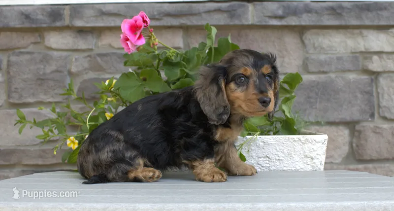 Daphne – Miniature Dachshund puppy for sale in Millersburg, OH